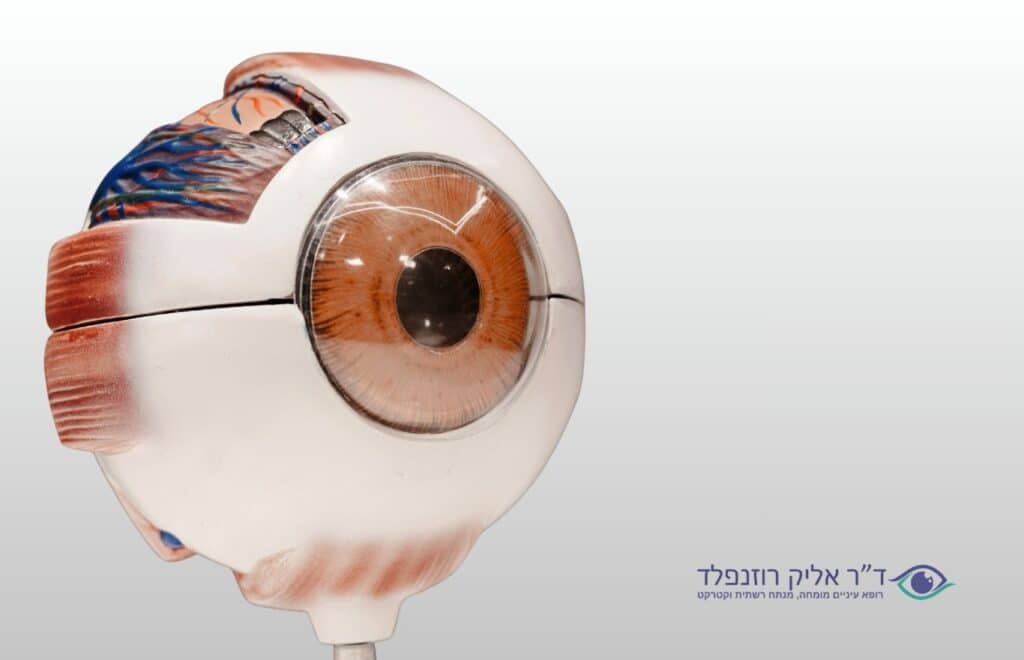 המקולה – מרכז הראייה החדה וכיצד לשמור עליה- דוקטור אליק רוזנפלד